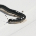 Macro chalet - 007